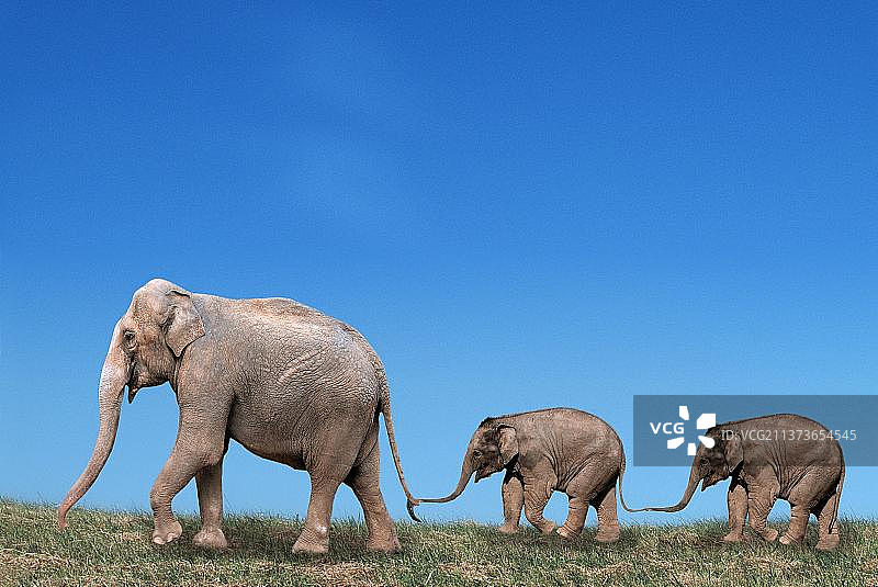 带有幼崽的亚洲象（Elephas maximus）侧视图图片素材