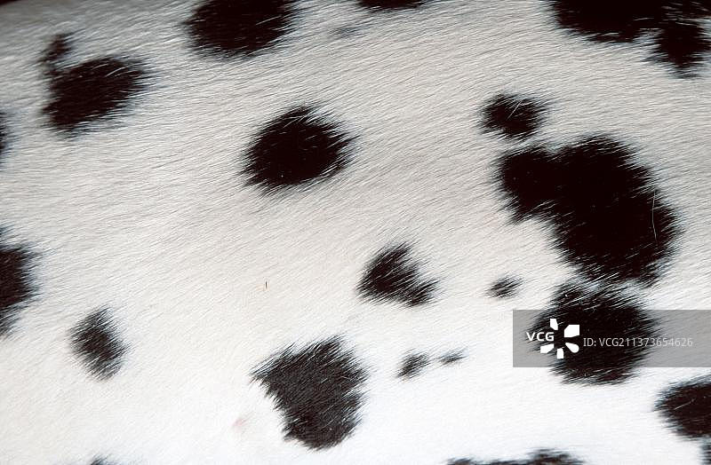 达尔马提亚犬毛发细节（动物）（黑白）（成年）（哺乳动物）（宠物）（家犬）图片素材