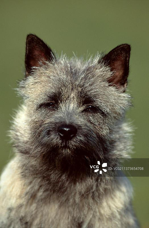 凯恩梗，浅黄色，室外动物正面头像图片素材