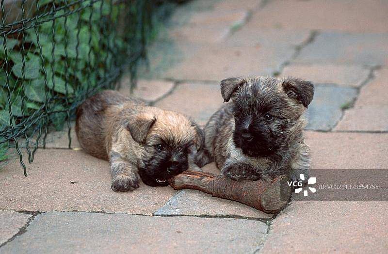 凯恩梗幼犬（6周大），带树枝图片素材