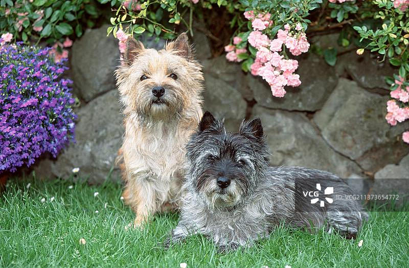 凯恩梗犬图片素材