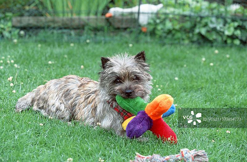 有玩具的斑纹凯恩梗图片素材