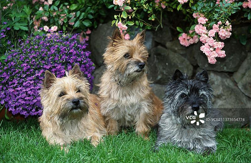 6周大的凯恩梗犬与幼犬（动物）（户外）（花）（花园）（草地）（夏季）（躺）（坐）（成年）（家庭）（五只）（幼犬）（水平）（哺乳动物）（家犬）（家养动物）（宠物）（斑纹）图片素材