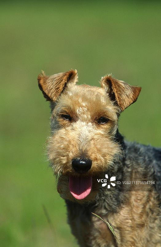 威尔士梗犬图片素材