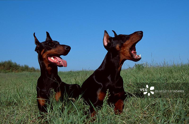 剪耳的杜宾犬图片素材