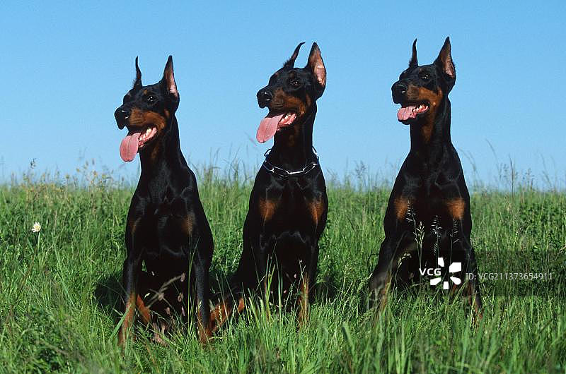 剪耳的杜宾犬图片素材