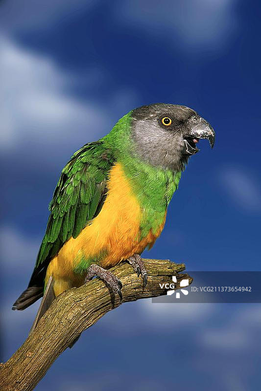 塞内加尔鹦鹉（Poicephalus senegalus），在树枝上打呵欠图片素材