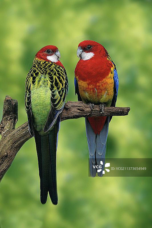 东部玫瑰鹦鹉（一对）图片素材