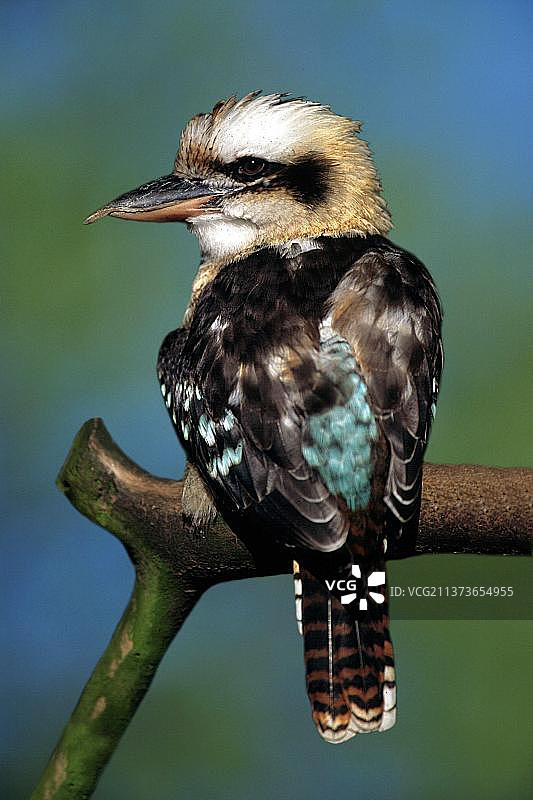 笑翠鸟图片素材