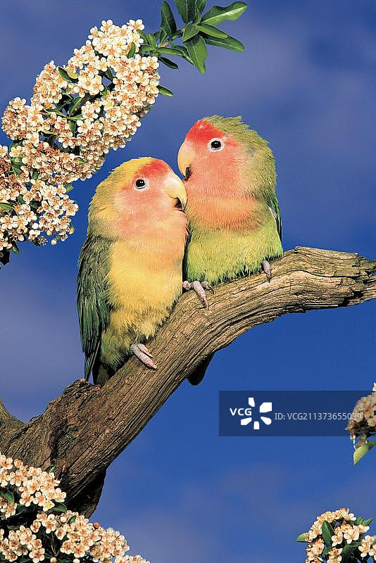 桃脸情侣鹦鹉图片素材