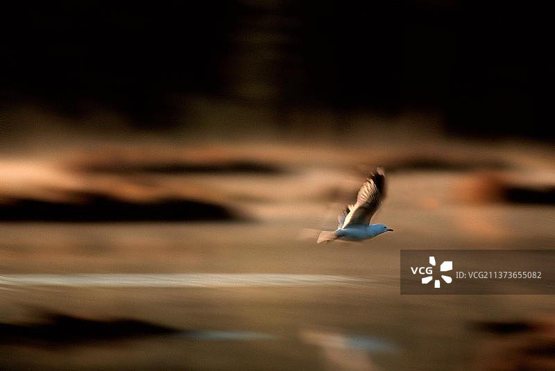 普通海鸥图片素材