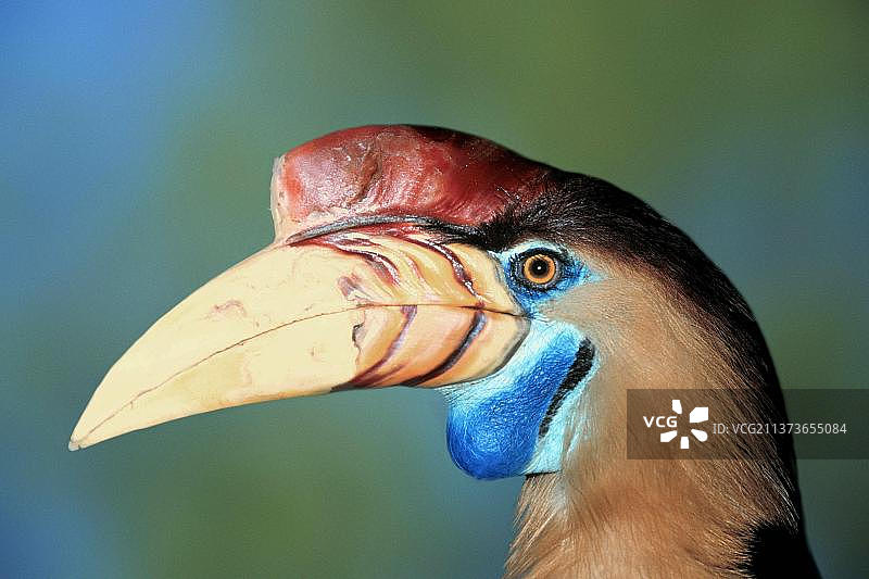 苏拉威西犀鸟（盔犀鸟），亚洲鸟类动物彩色肖像图片素材