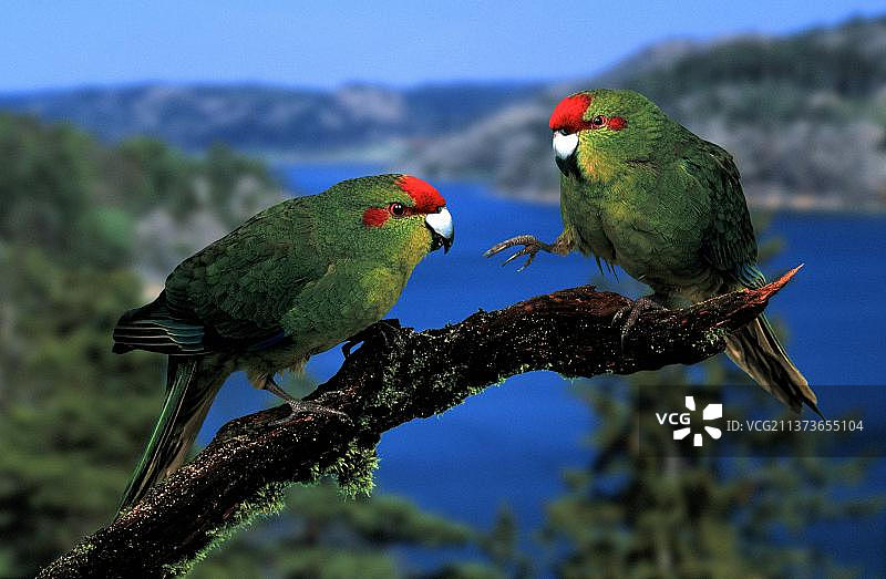 红额鹦鹉，澳大利亚图片素材