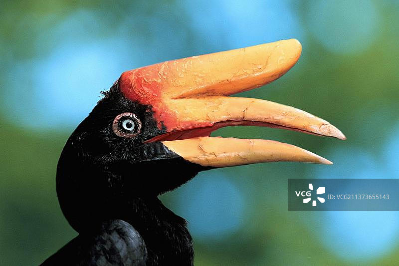 雌性犀鸟侧面轮廓图片素材