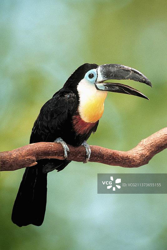 槽嘴巨嘴鸟图片素材