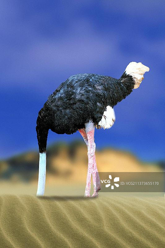 鸵鸟埋头于沙中图片素材