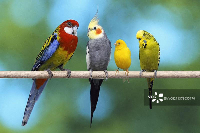 玫瑰鹦鹉、鸡尾鹦鹉、金丝雀和虎皮鹦鹉图片素材