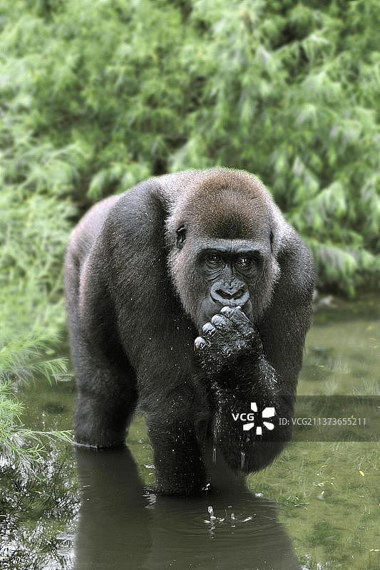 正在喝水的西部大猩猩（Gorilla gorilla）图片素材