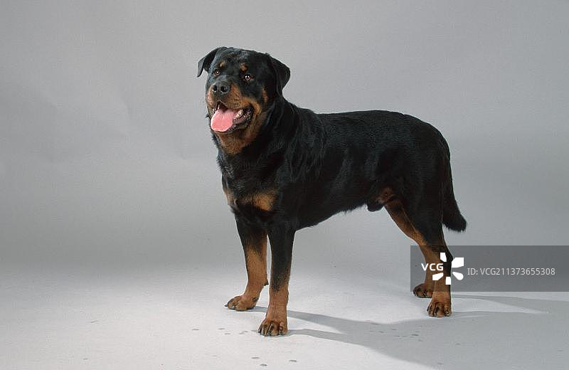 罗特韦尔犬图片素材