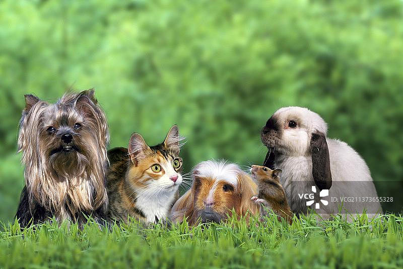 宠物：约克夏梗犬、挪威森林猫、豚鼠、金色仓鼠和侏儒兔、家兔图片素材