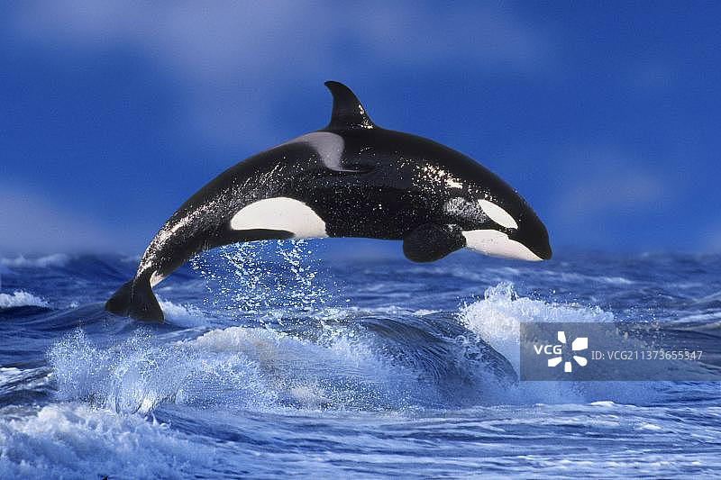 逆戟鲸图片素材