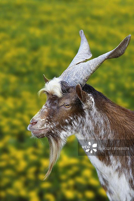 吉尔真塔纳山羊图片素材