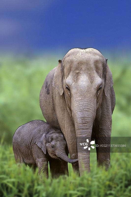 带幼崽的亚洲象图片素材