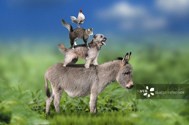 不莱梅城市乐手：驴、狗、猫和公鸡图片素材