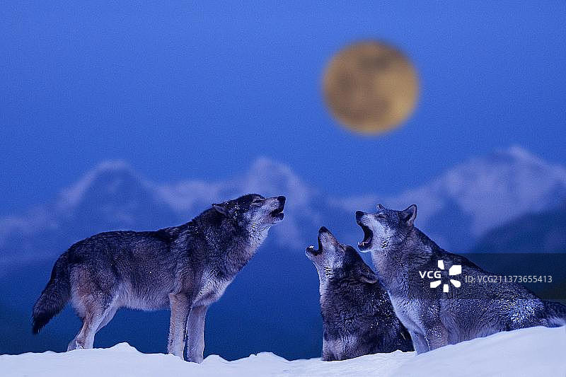 狼群嚎叫（灰狼）图片素材