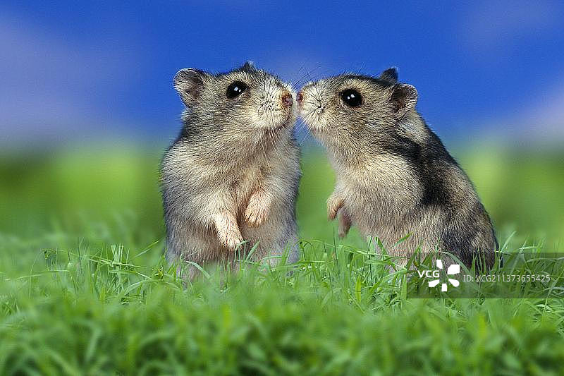 俄罗斯小仓鼠一对图片素材