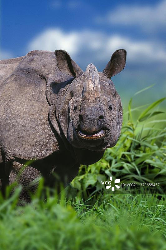印度犀牛（Rhinoceros unicornis）图片素材