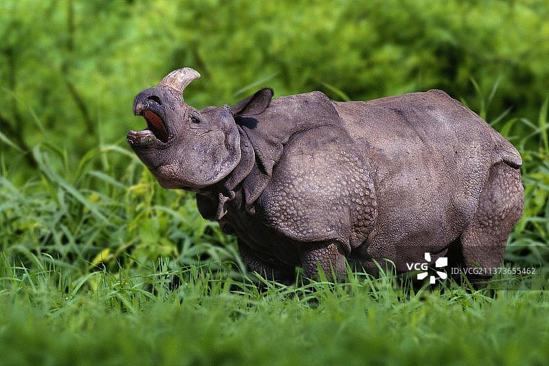 印度犀牛图片素材