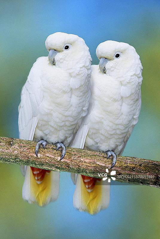 红肛凤头鹦鹉，菲律宾凤头鹦鹉图片素材