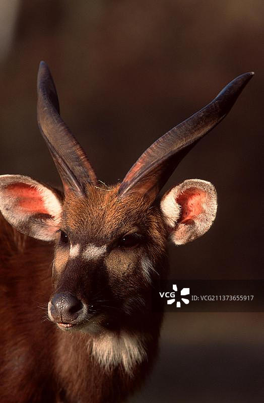 雄性西塔通加羚羊图片素材