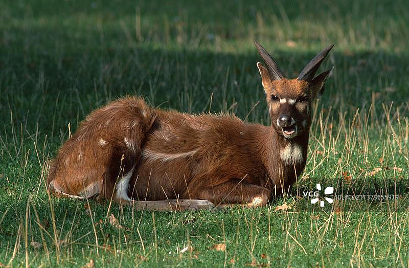 休息中的雄性西塔通加羚羊图片素材