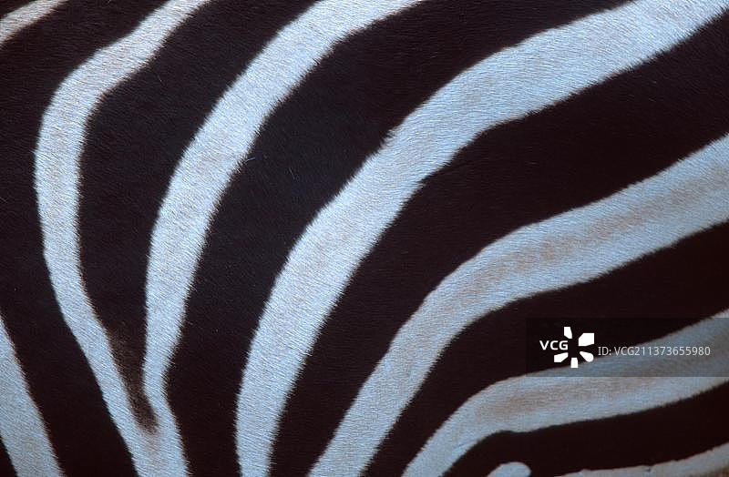 斑马毛皮细节（非洲野驴波氏亚种），格朗斑马，哺乳动物图片素材