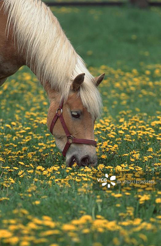 吃草的海福林格马图片素材
