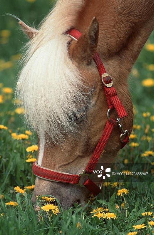 夏福林格马吃草图片素材