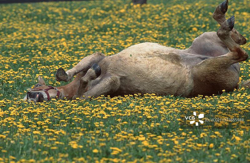 在草地上打滚的海弗林格马图片素材