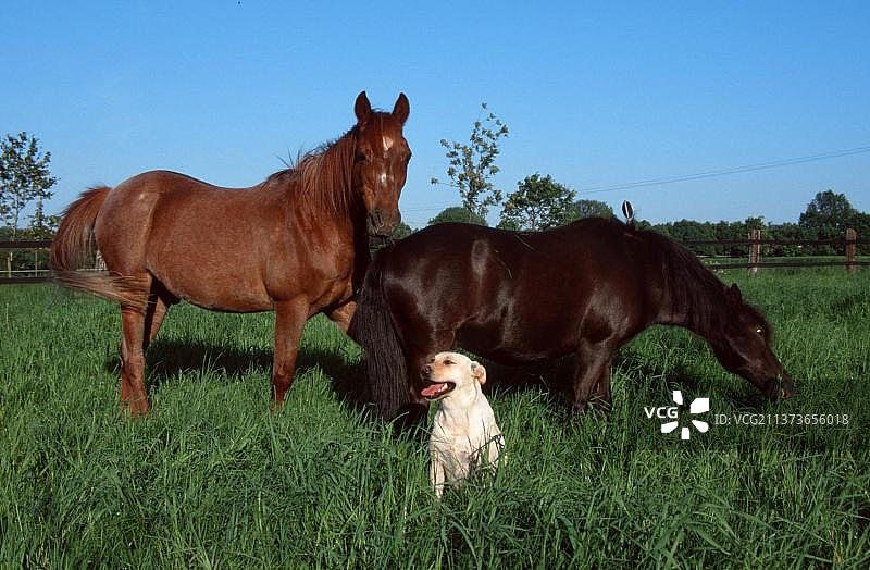马和拉布拉多犬，户外风景，动物友好互动图片素材