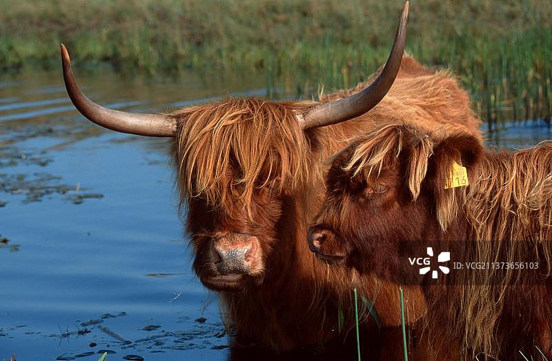 苏格兰高地牛与牛犊在池塘中图片素材