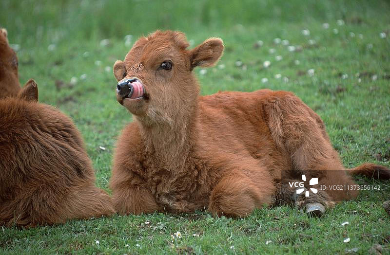 草地休憩的原牛牛犊图片素材