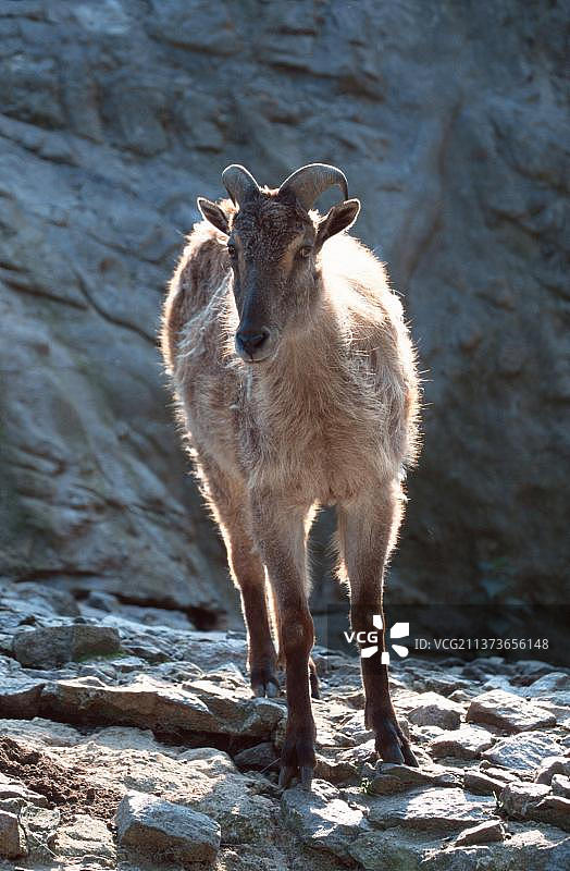 喜马拉雅塔尔羊（雌性）图片素材