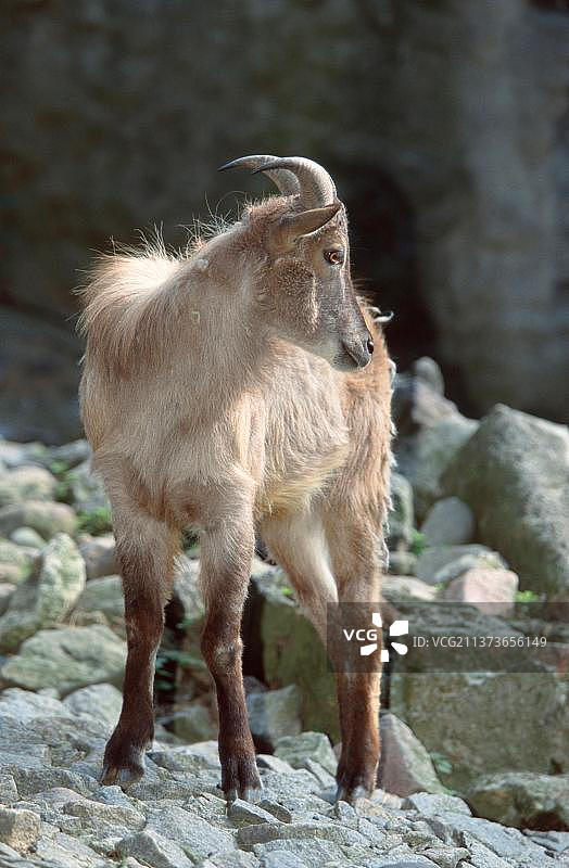 喜马拉雅塔尔羊（雌性）图片素材