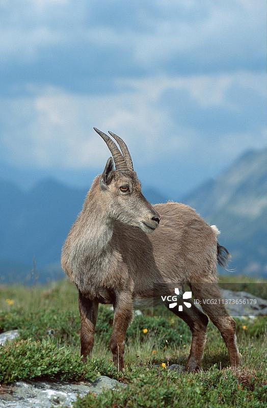 阿尔卑斯山雌性野生山羊，瑞士，欧洲图片素材