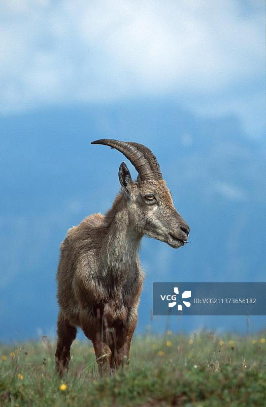 瑞士北山羊图片素材