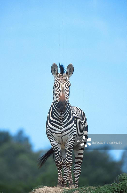哈特曼山斑马图片素材