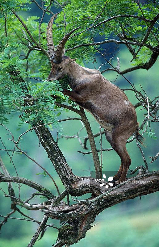 吃树叶的雄性高山野山羊图片素材