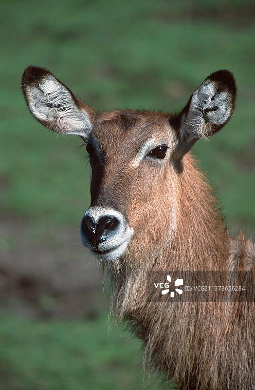 雌性德法萨水羚（哺乳动物）图片素材