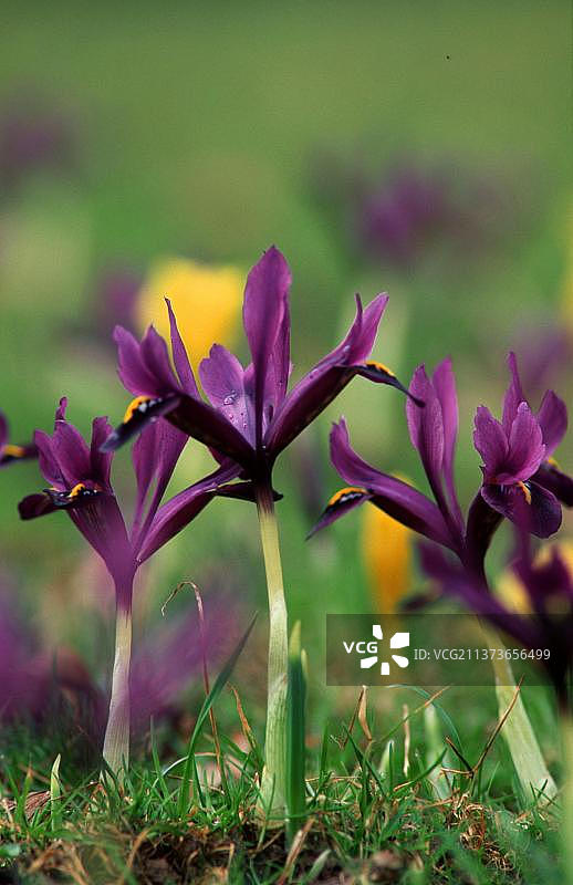 网脉鸢尾花，小矮鸢尾花，花园植物，垂直构图图片素材